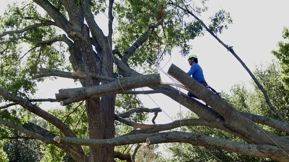 Professional Hazardous Tree Removal performed by certified arborists in Grand Cane