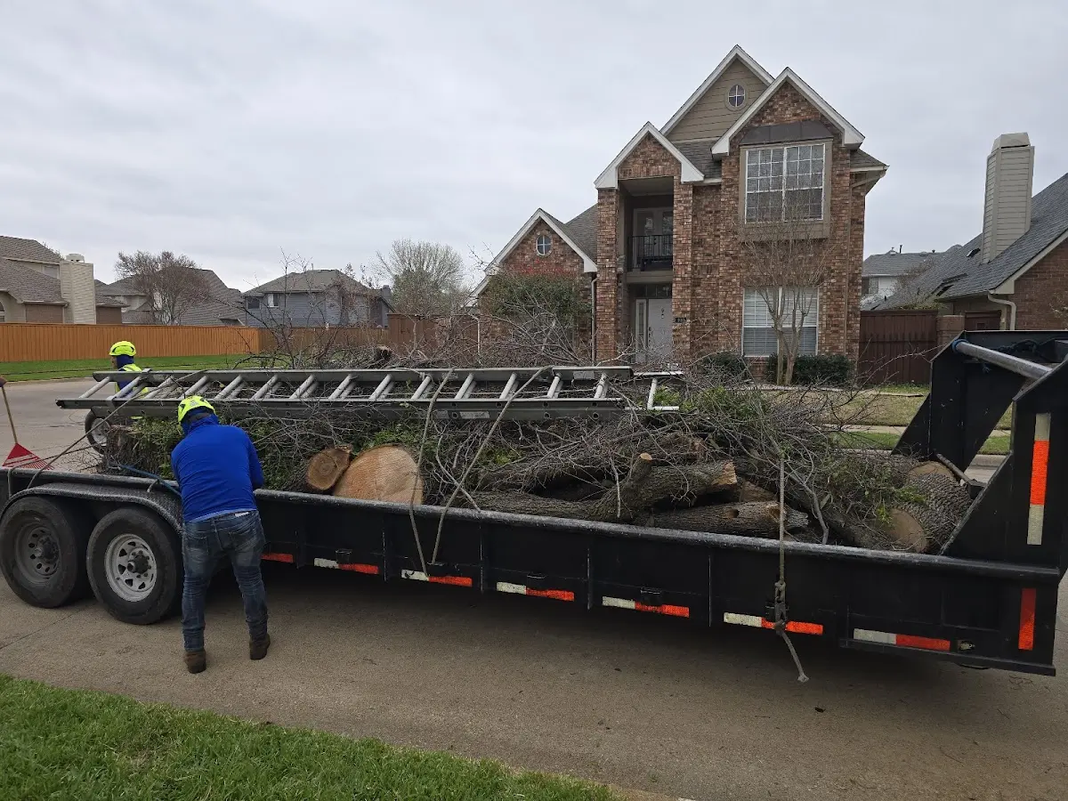 Expert Tree Removal with proper safety equipment in Grand Cane